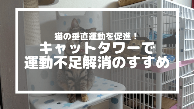 猫の垂直運動を促進！キャットタワーで運動不足解消のすすめ