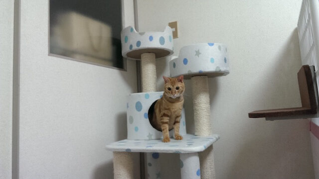 キャットタワーにいる猫